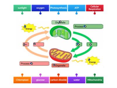  Photosynthesis and Cellular Respiration
