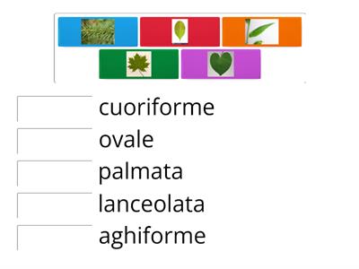 La forma delle foglie