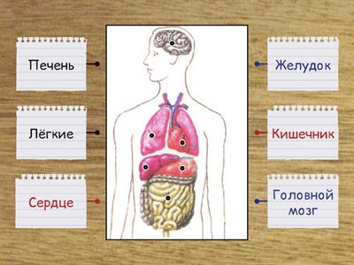 Строение человека. Внутренние органы