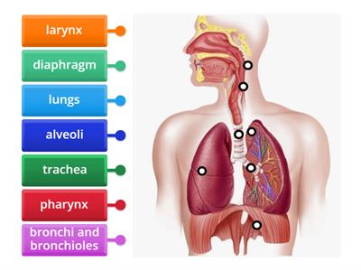 respiratory system