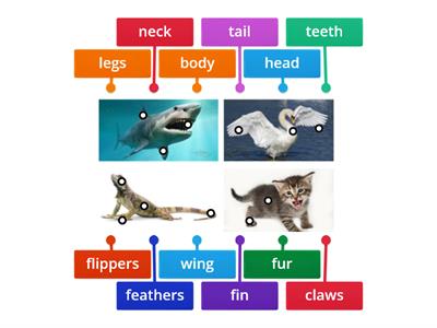 Animals Body Parts