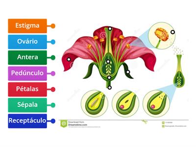 flor reprodução