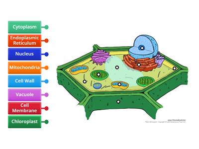 Plant Cell - Label Organelles