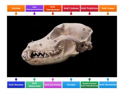 Budowa Czaszki Psa