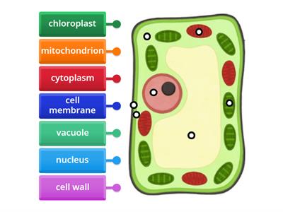 Label the plant cell