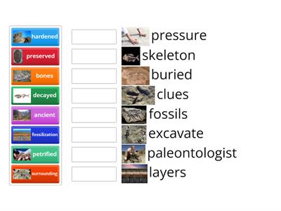 Interactive Word Wall - Fossils