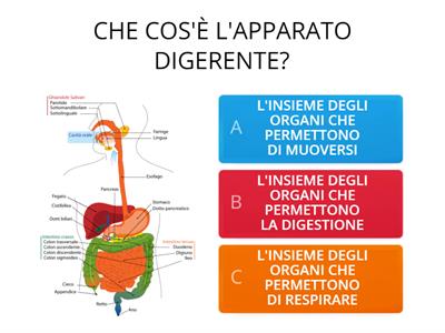 APPARATO DIGERENTE