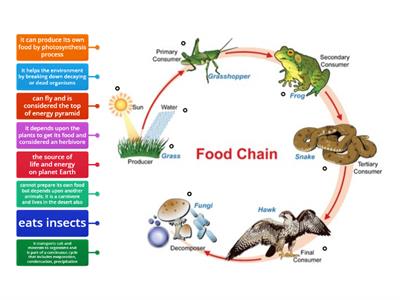 Food Chain Diagram