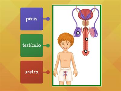 Sistema Reprodutor Masculino