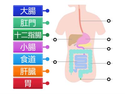 人体　消化器系