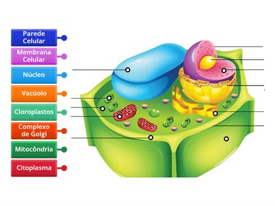 PARTES FUNDAMENTAIS DA CÉLULA VEGETAL 2º ANO