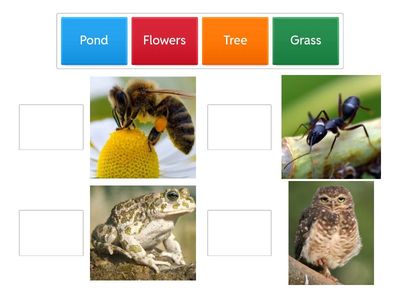 Inglês 3  - Nature around us