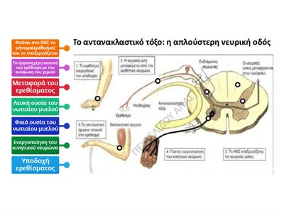 Η απλούστερη   νευρική οδός , το αντανακλαστικό!