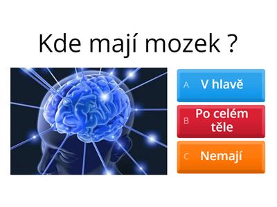 Hlavonožci