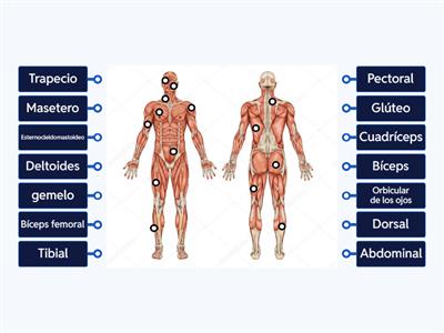 MÚSCULOS DEL SISTEMA MUSCULAR