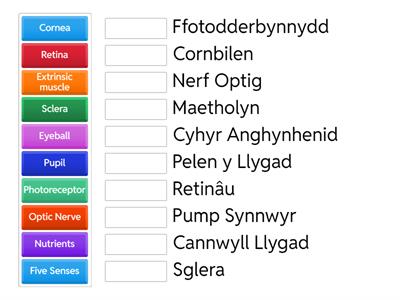 Geiriau Allweddol y 5 Synnwyr - Golwg / Key Terms of the 5 Senses - Sight 