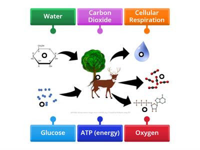 Cellular Respiration
