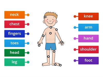 Parts of the Body