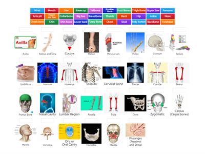 Common and Anatomical Names