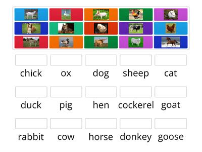 Rainbow English 3 Unit 7 Domestic Animals