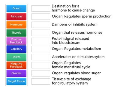 Endocrine System