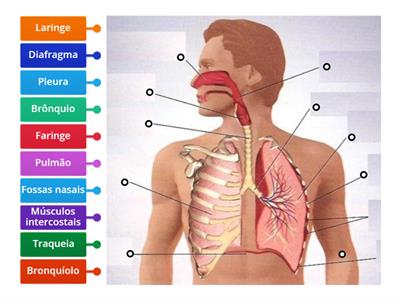 Morfologia do Sistema respiratório