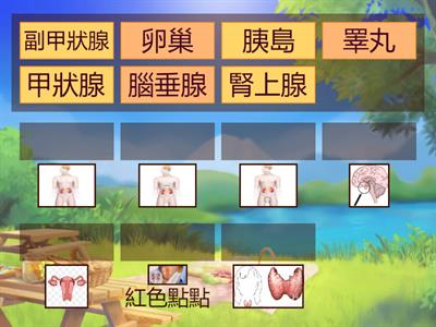 內分泌系統認識