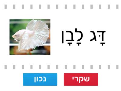 קמץ שווא כיתה א