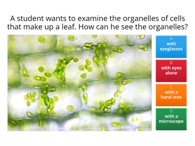 Plant and Animal Cells Quiz