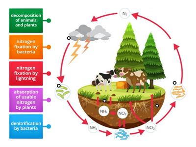Nitrogen Cycle Diagram