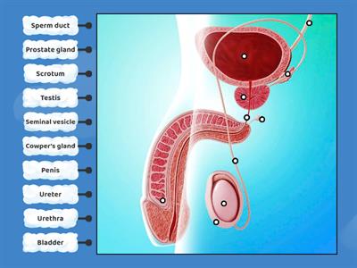 Parts of the Male Reproductive System