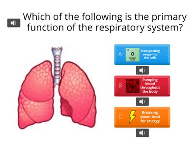 The Respiratory System 