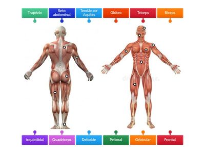Aua remota  SISTEMA MUSCULAR