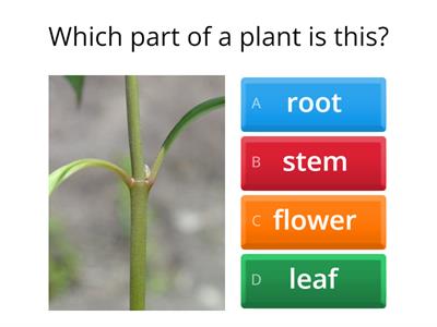 Parts of the plant