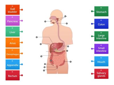 The digestive system