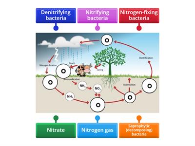 Nitrogen Cycle - Bacteria