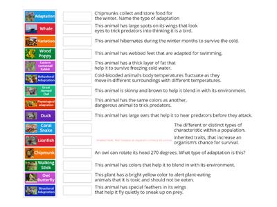 Adaptations and Variations