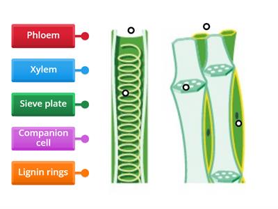 Plant transport vessels (label diagram)