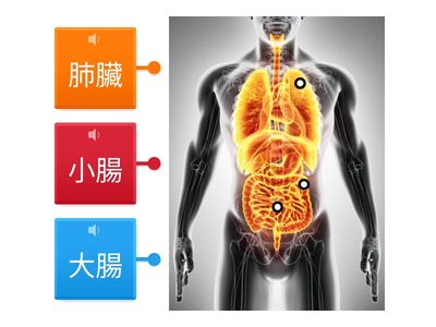 ylc-ssps-hcj-標籤地圖-器官