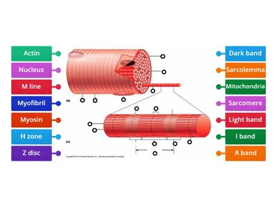 U4: Muscle Fiber/Sarcomere Review