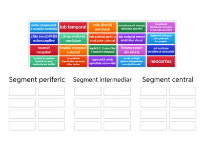 Segmentele unui analizator - BAC XI-XII