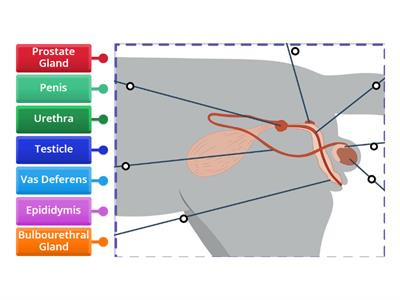 Male Reproductive System - Cat