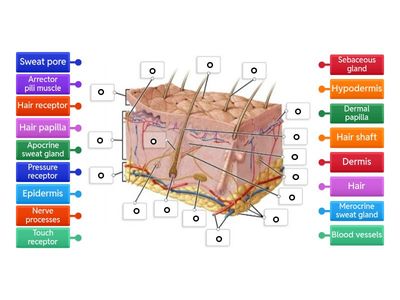  Label the skin diagram