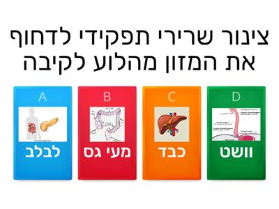  מערכת העיכול