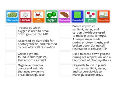 Photosynthesis & Cell Respiration Vocab