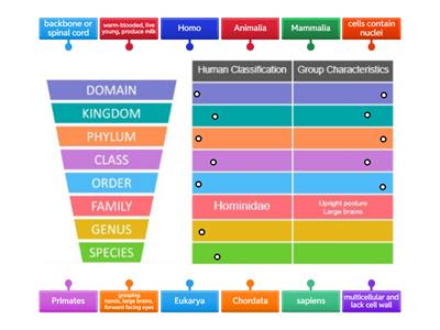Human Taxonomy