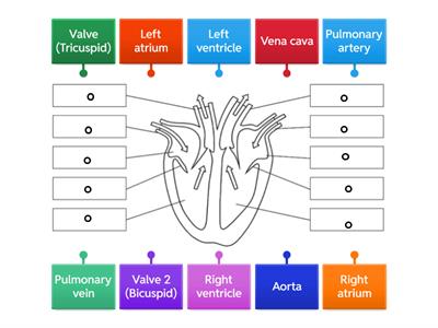 KS3 Heart