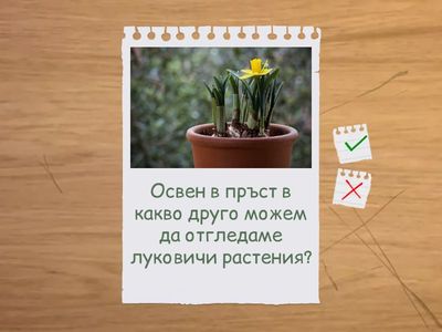 Растения 3 клас