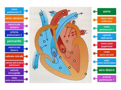 Anatomia del cuore umano