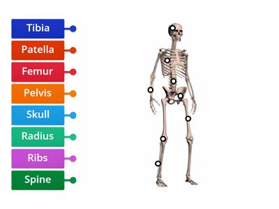 Human skeleton